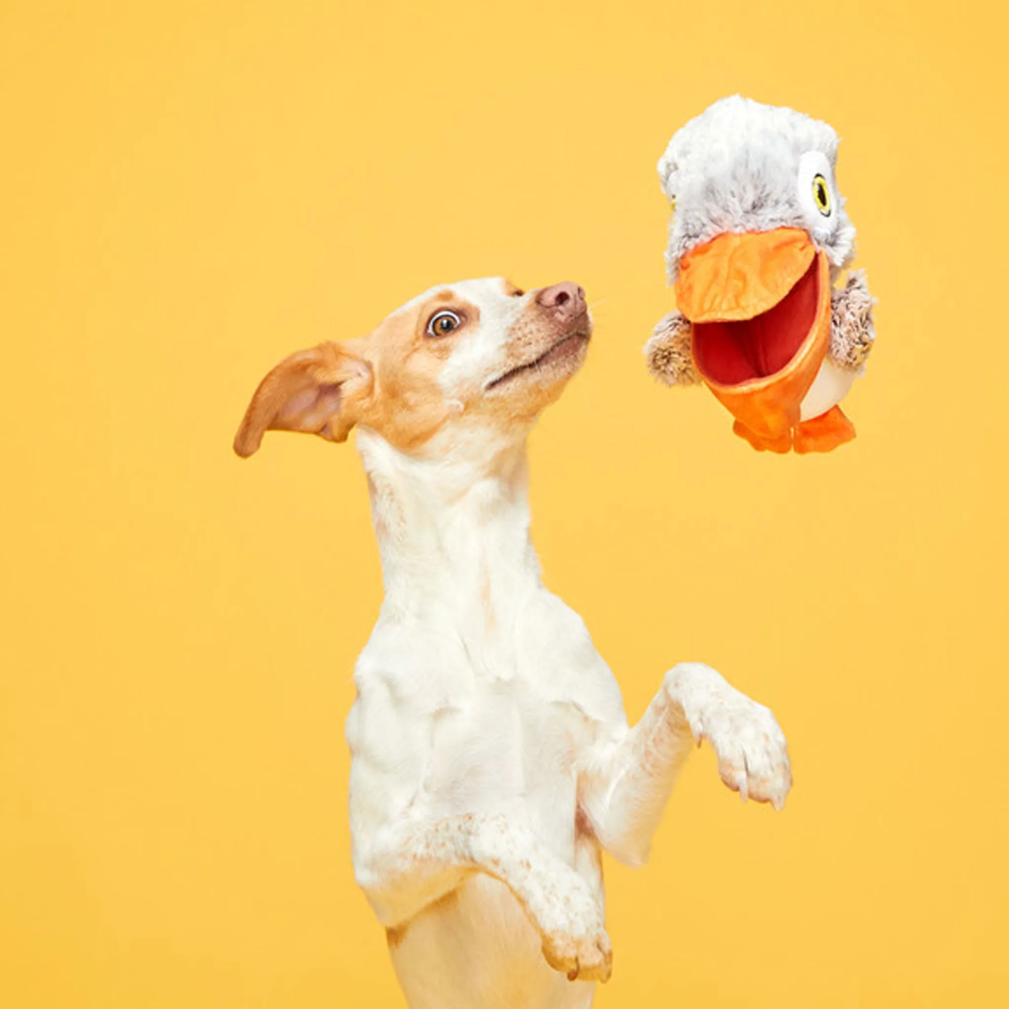 Bark Big Bill Beak-a-Boo Dog Toy