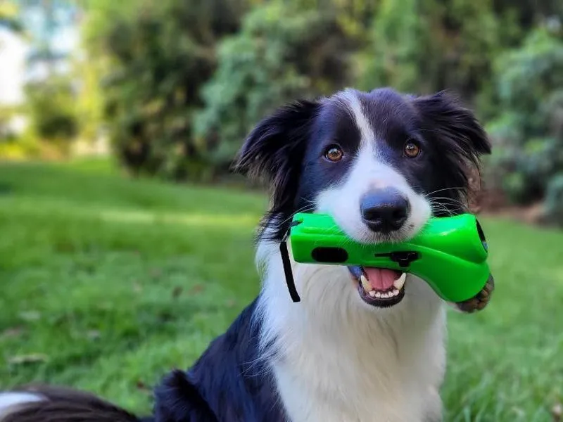 Dog Treat Launcher
