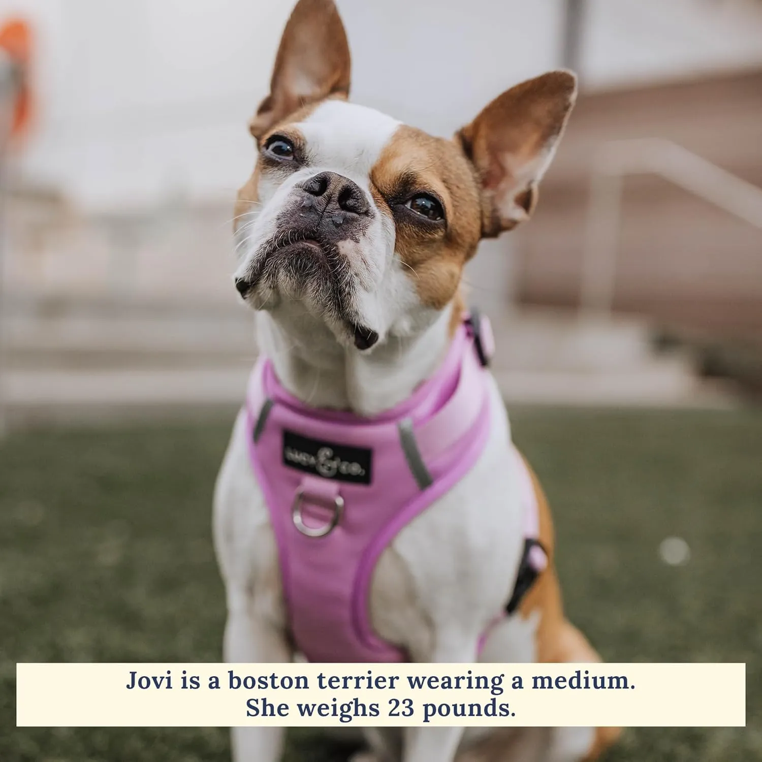 Lucy & Co. The Bouquet No-Pull Dog Harness  Size Medium  Vest to Stop Pulling & Walk Easy  Comfortable Leash Training Product w/Adjustable Chest & Neck Straps