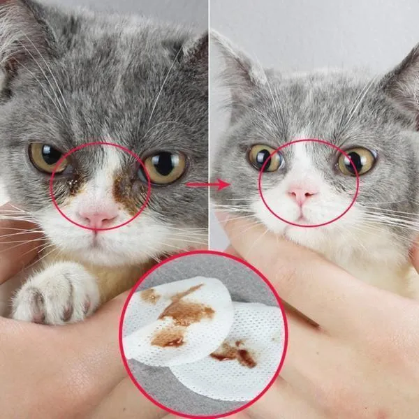 Pet Eye Cleaning Pad